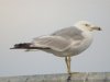 Ring-billed Gull at Westcliff Seafront (Steve Arlow) (54331 bytes) Ring-billed Gull at Westcliff Seafront (Steve Arlow) (54331 bytes)